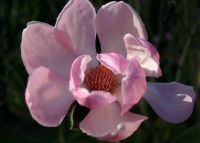 Magnolia pink Bic 
